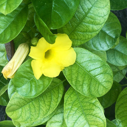 Seeds Allamanda Vines Live Flower Plant with Pot (Pack of 1)