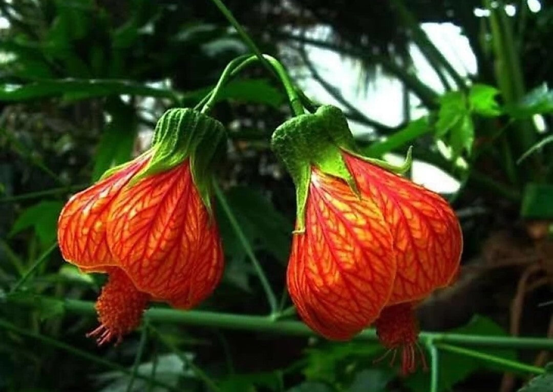 Seeds Live Hybrid Lantern Hibiscus Plant