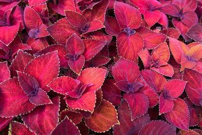 Seeds Coleus Plant