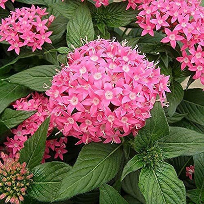 Seeds Pentas Plant Pink - Flowering Plants Flowers Garden Live Plant Nursery Indoor Outdoor Living Plants