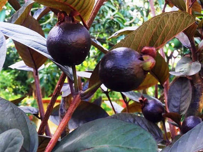 Seeds Black Guava, Amrud - Plant