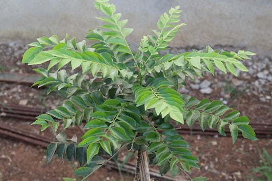 Seeds Curry Leaf Plant (Hybrid, Pack of 1)
