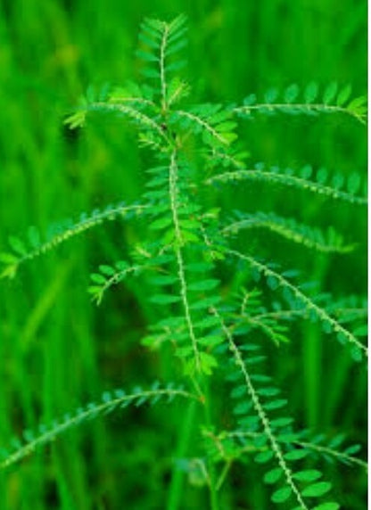 Seeds Amla Plant