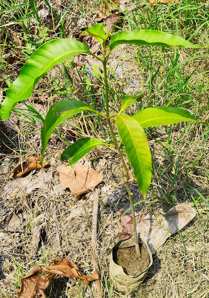 Seeds Chhapra Mango Plant- Grafted