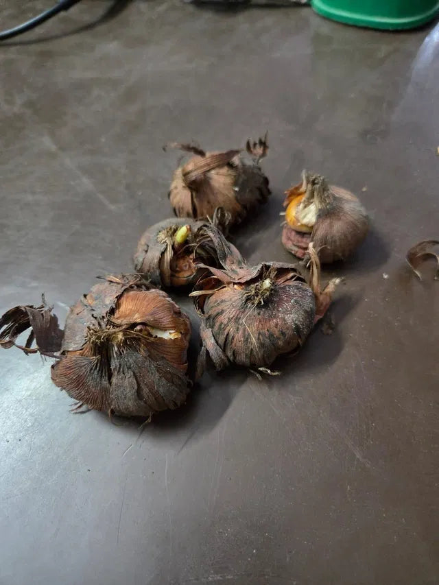 Bi-Color Mutation Hyacinth Bulbs Seeds