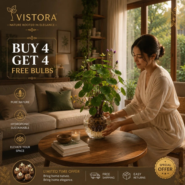 Red rattan Stephania Erecta Bulbs: 🌸Buy 4 Get 4 Free Bulbs🌸