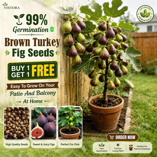 🏆💥 Buy 1 Get 1 Free 💥 🌱99% Germination🌿Brown Turkey Fig Seeds