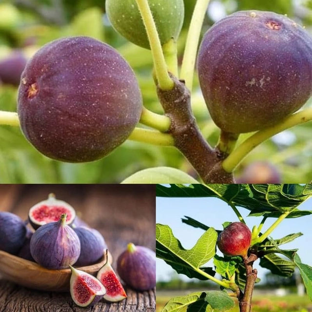 Fig Tree Seeds with plant growth