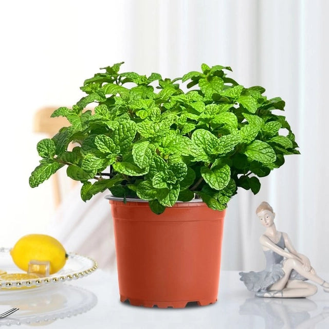 🌿 Mint Seeds – Fresh, Healthy & Easy to Grow | 🔥Buy 1 Get 1 Free🔥