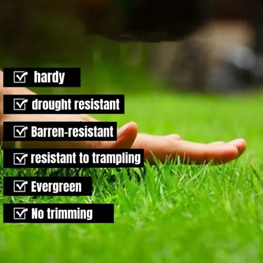 🌱 SPECIAL GRASS SEEDS | Buy 1 Get 1 Free