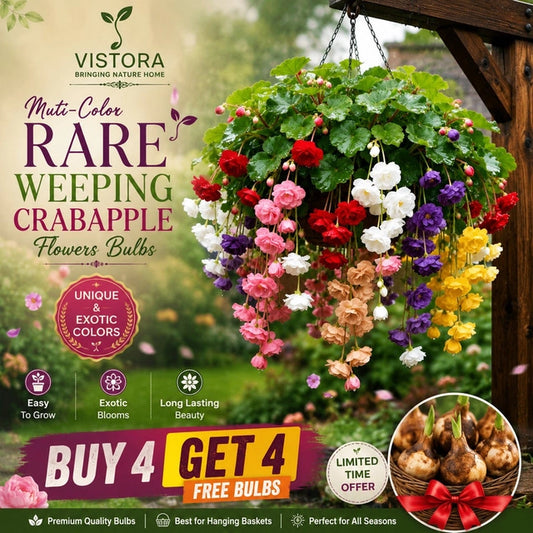 💐Muti-Color Rare Weeping Crabapple Flowers Bulbs🌸Buy 4 Get 4 Free Bulbs🌸