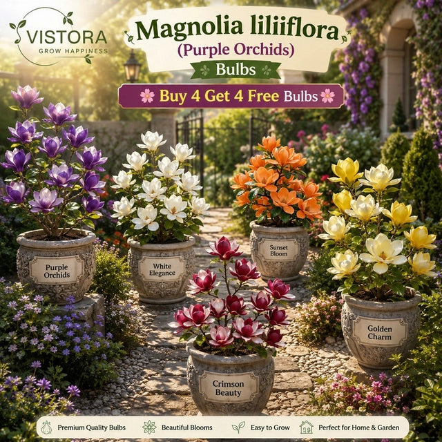 Magnolia liliiflora (Purple Orchids) Bulbs 🌸 Buy 4 Get 4 Free Bulbs🌸